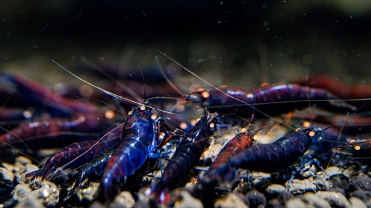 Orange Eye Rusty Blue Tiger (OERBT)