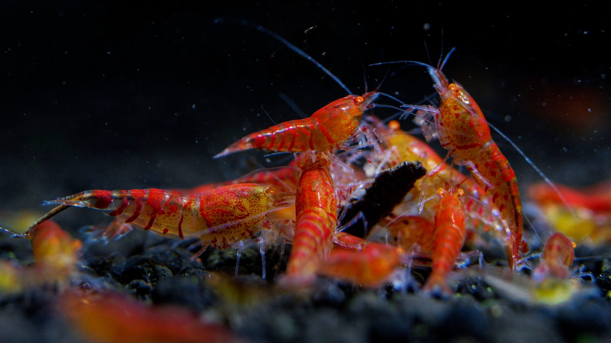 red tiger lily aquarium Orange Eye Red Tiger Lily – Shrimply Fintastic