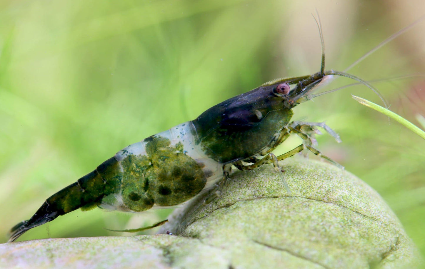 Green Rili