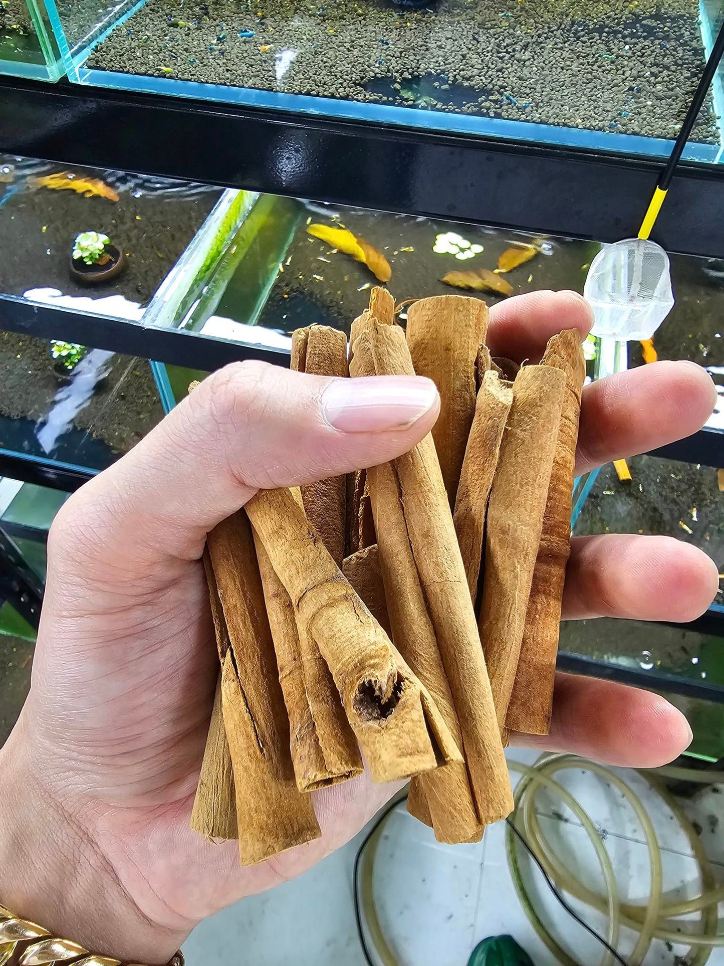 Sustainably Sourced Organic Vietnamese Cinnamon Bark (Pack of 6)