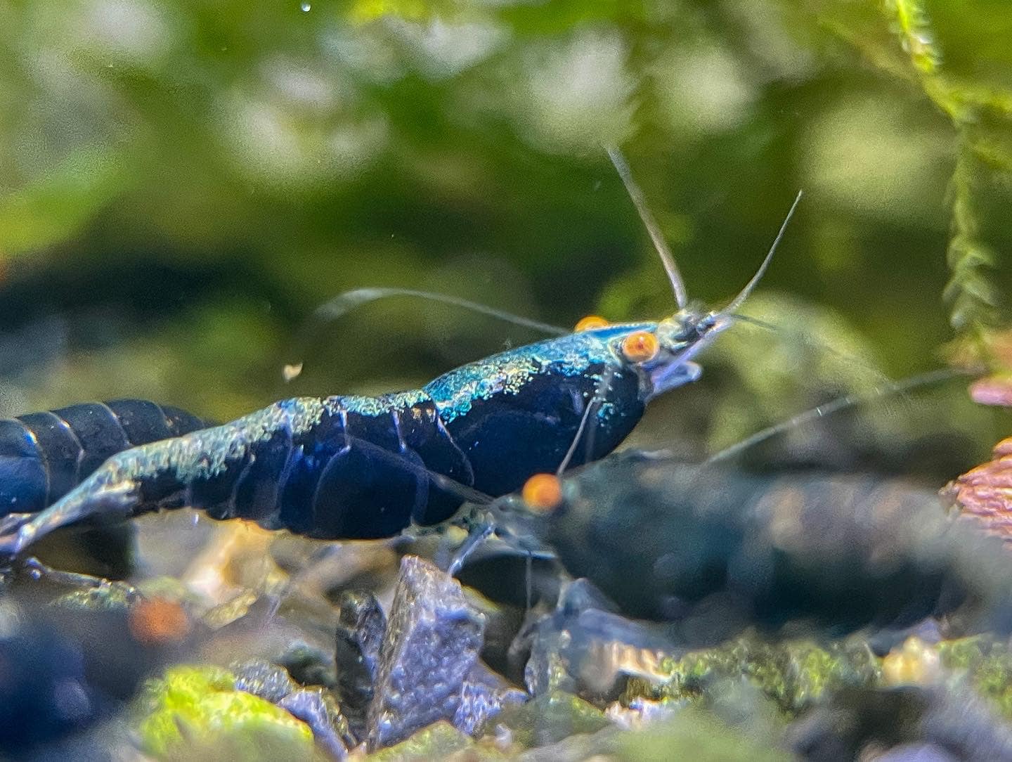 Orange Eye Blue Demon