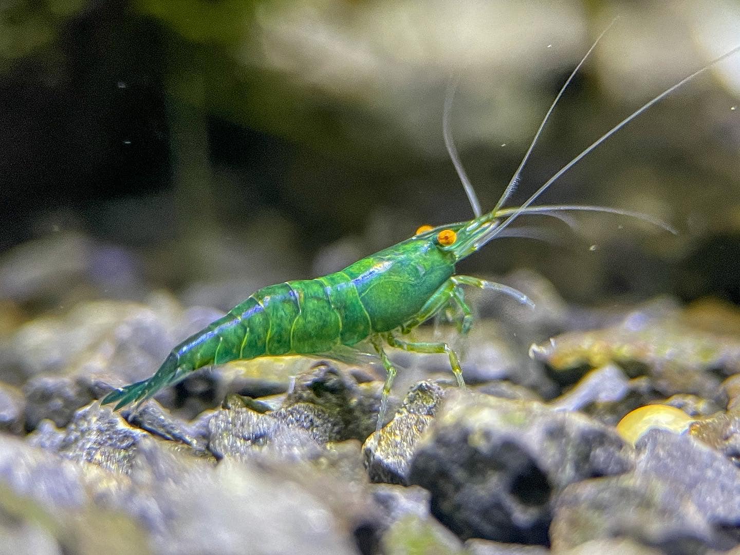Orange Eye Green Demon