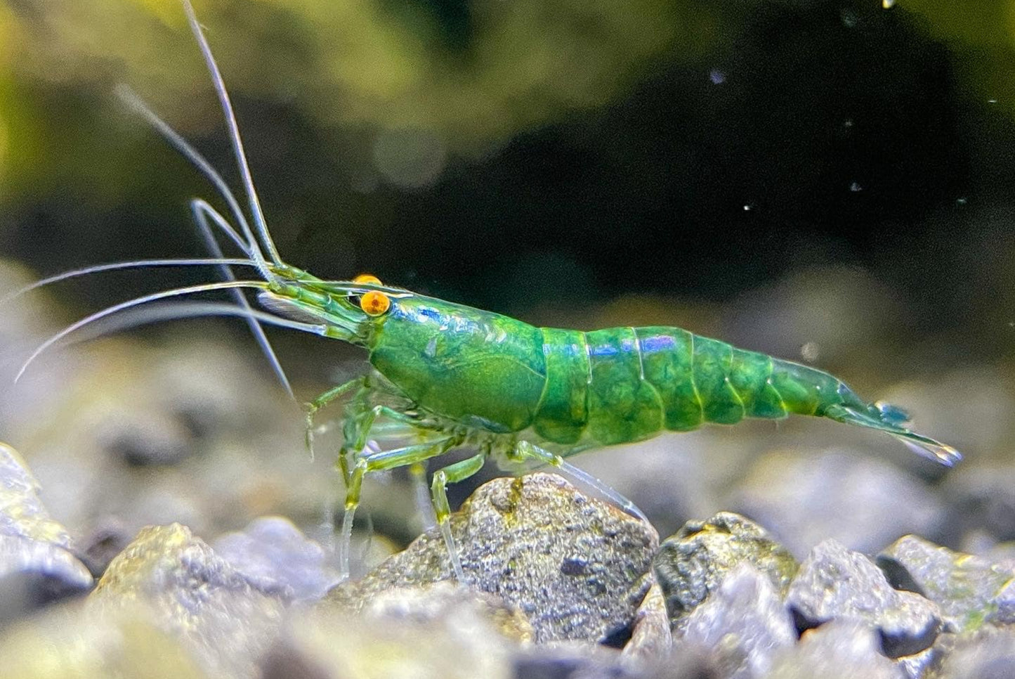 Orange Eye Green Demon