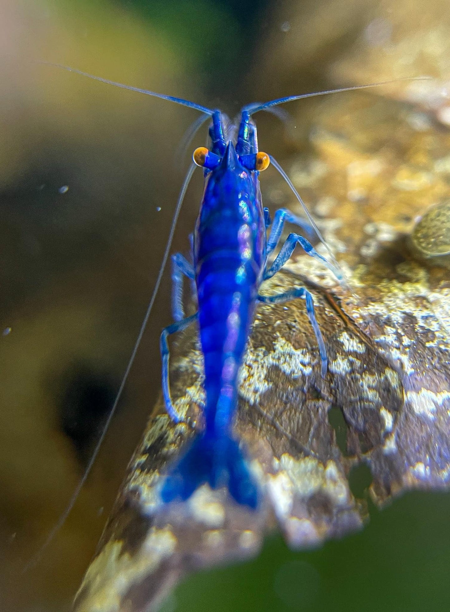 Orange Eye Blue Demon