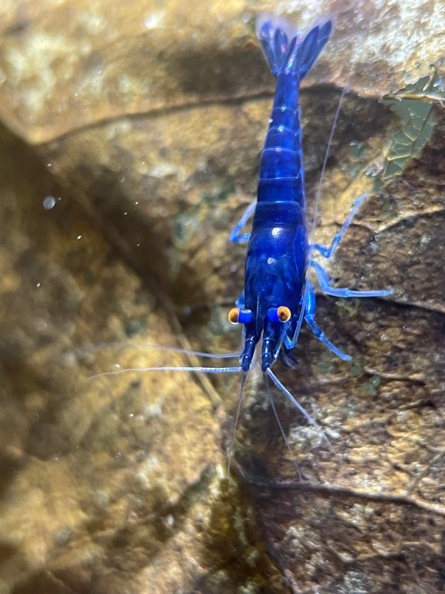 Orange Eye Blue Demon