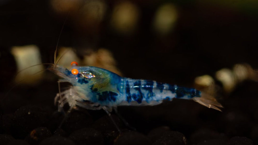 Orange Eye Blue Caleco (Dragon Blood)