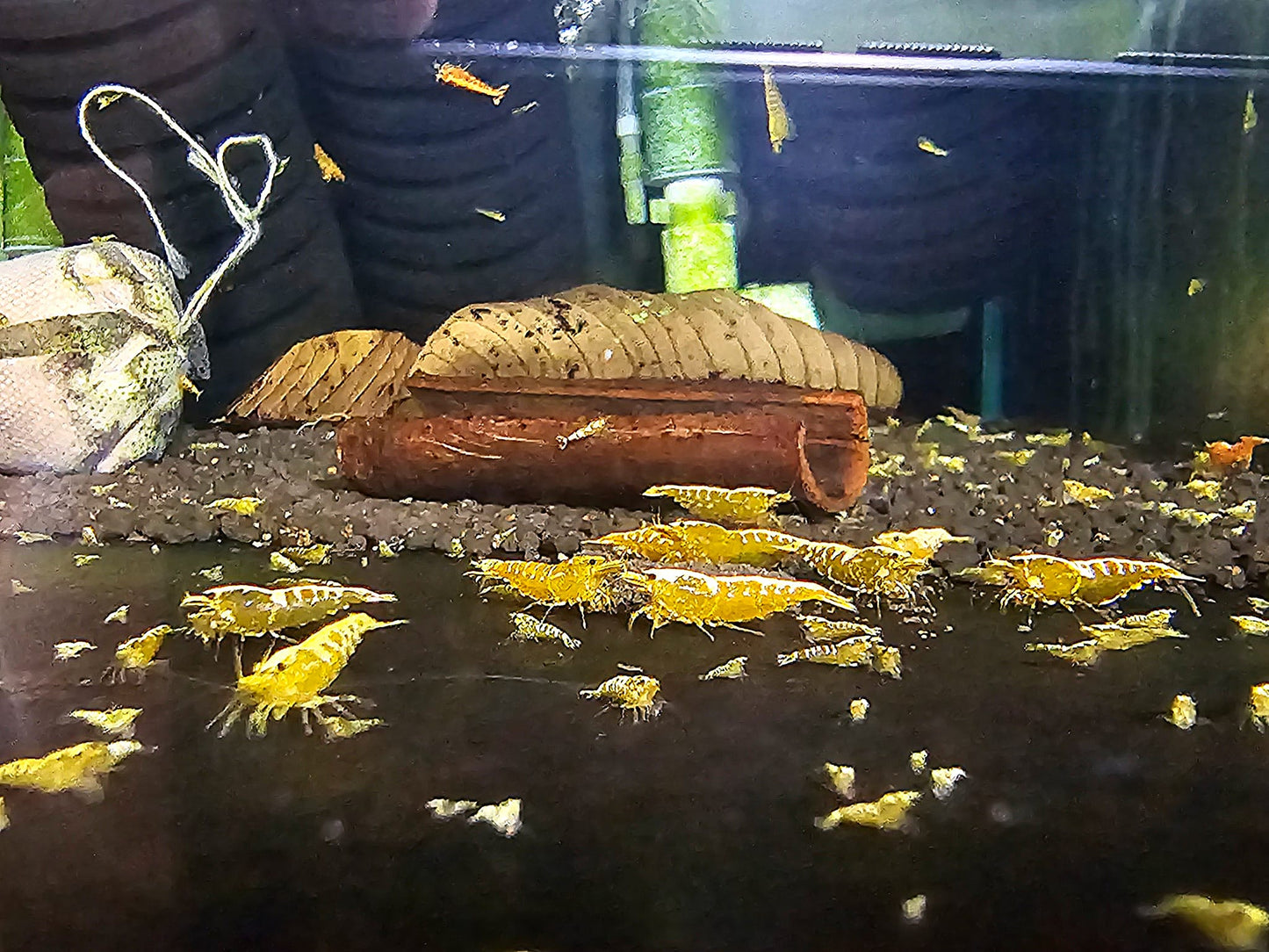 Yellow Galaxy Fishbone