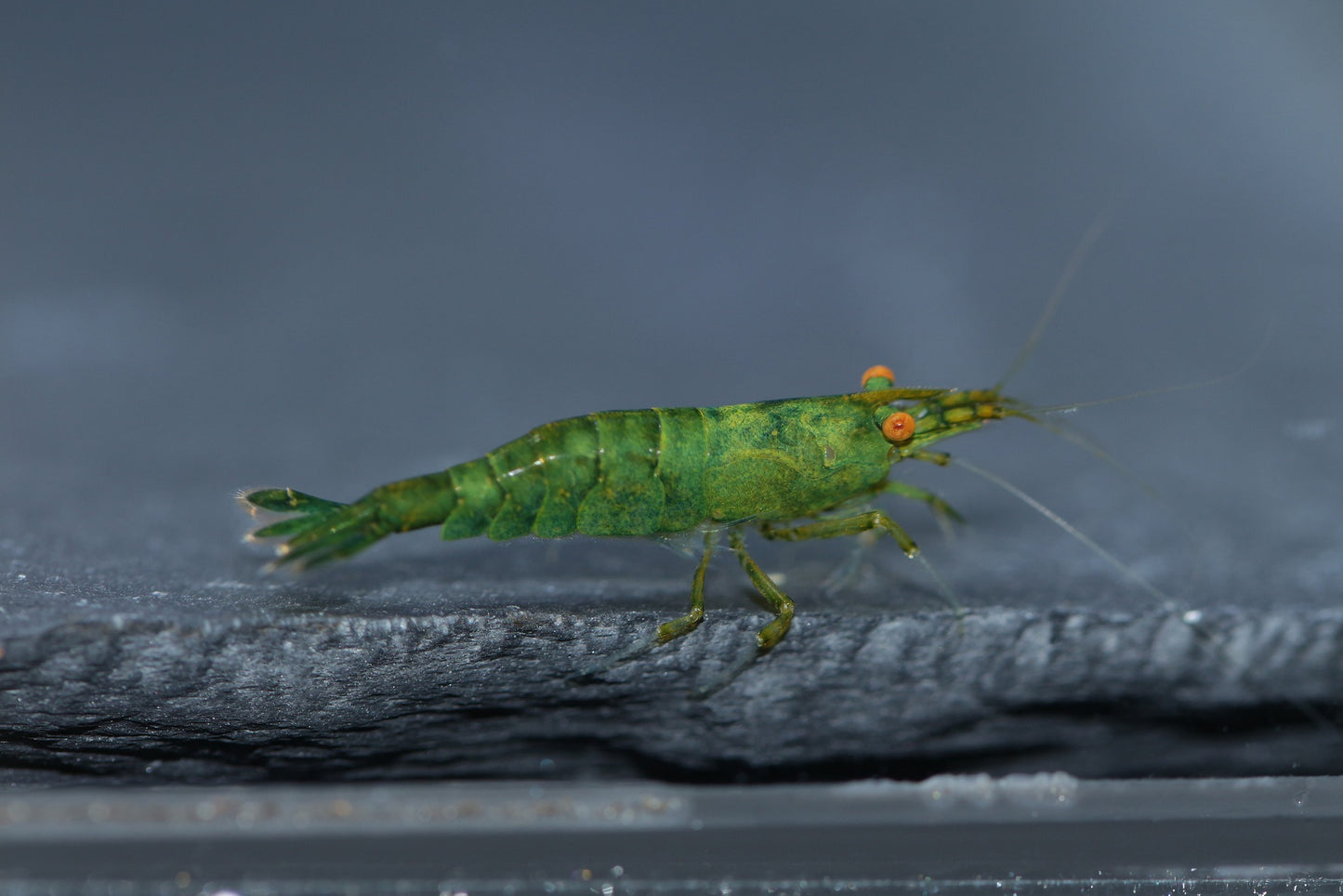 Orange Eye Green Demon