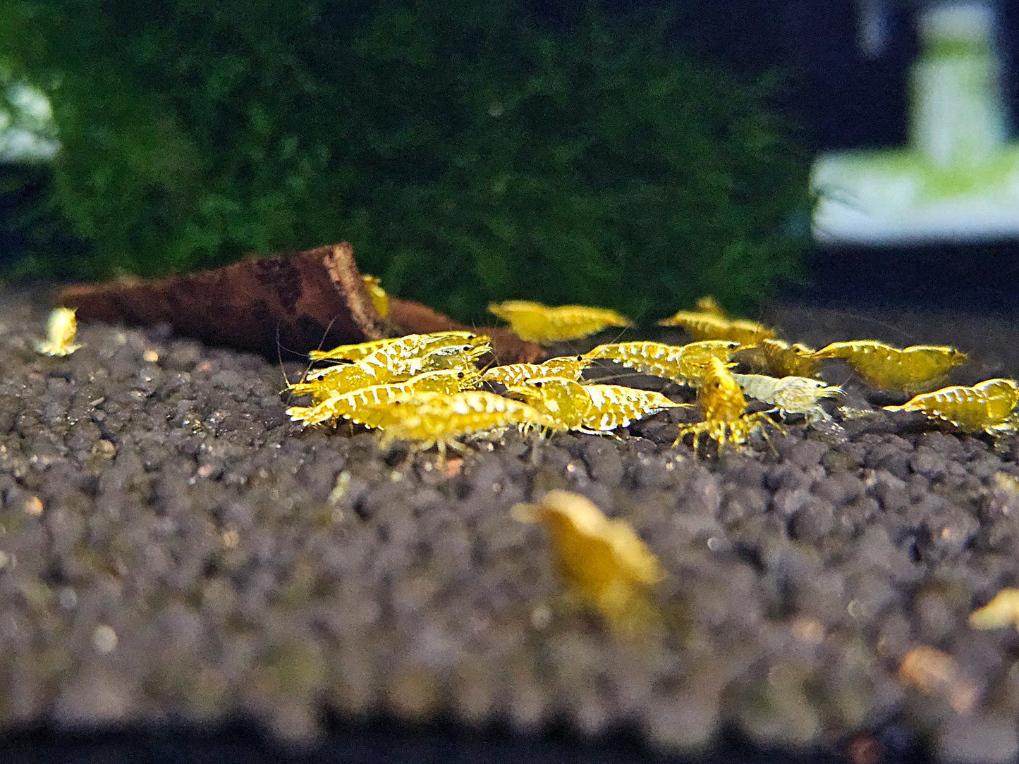 Yellow Galaxy Fishbone
