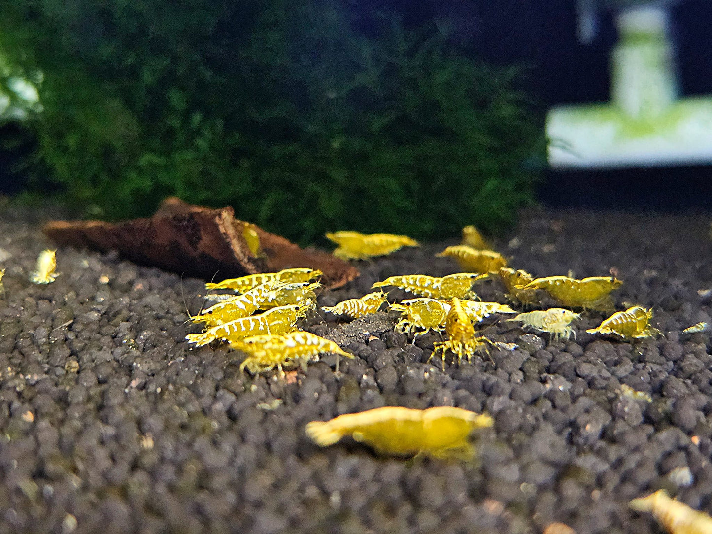 Yellow Galaxy Fishbone