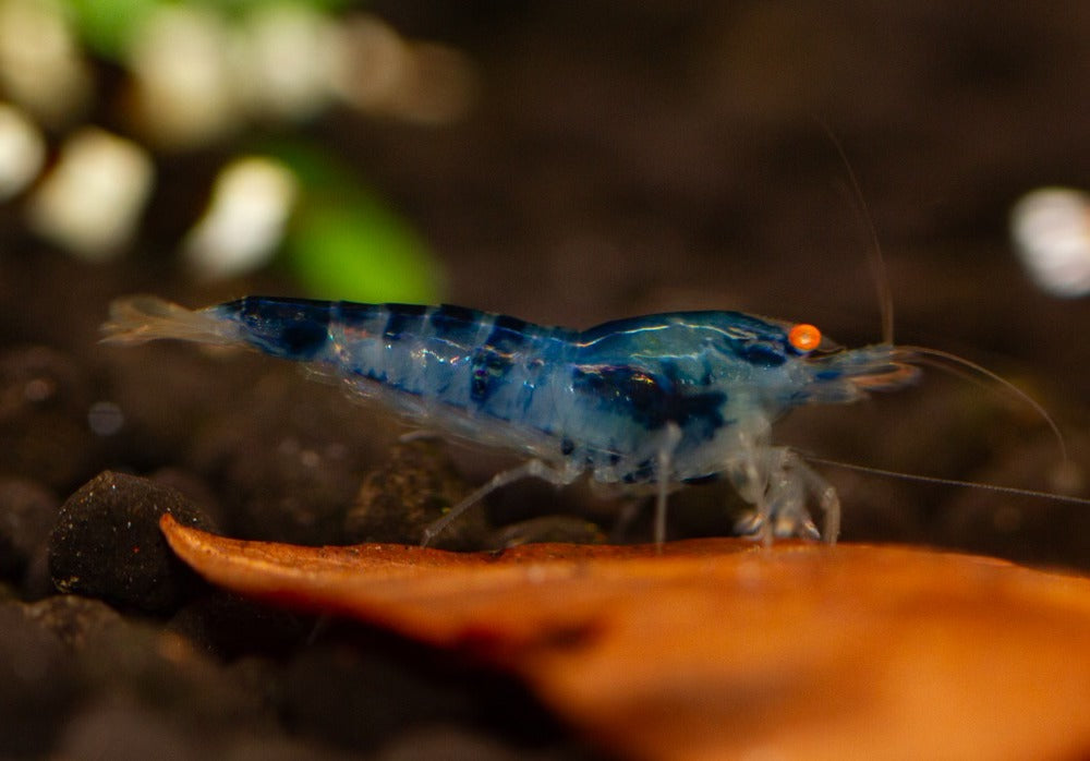 Orange Eye Blue Caleco (Dragon Blood)
