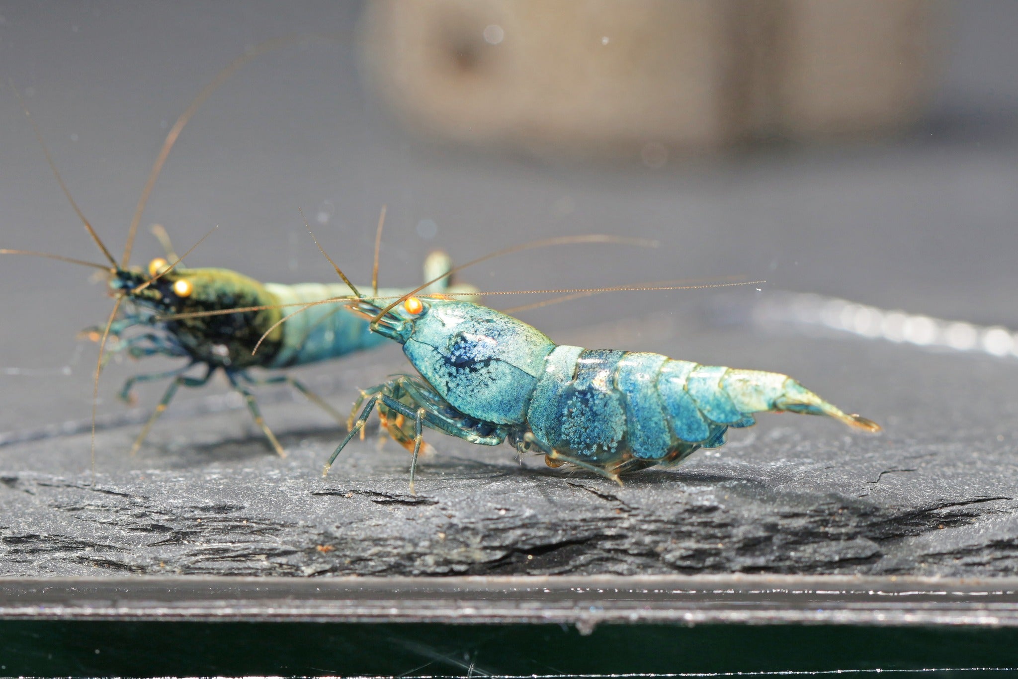 Orange Eye Extreme Blue Bolt – Shrimply Fintastic