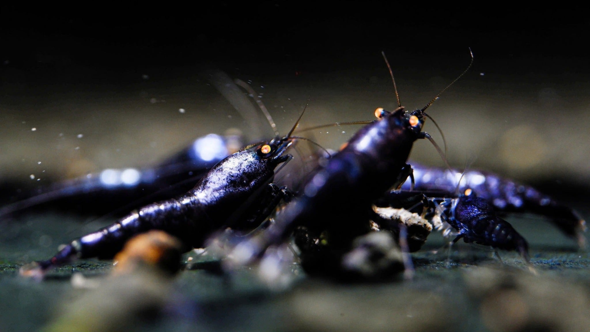 Orange Eye Purple Metallic – Shrimply Fintastic
