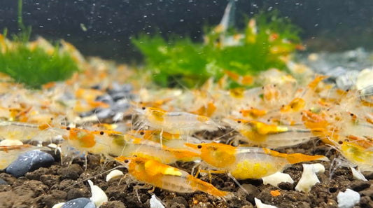 Orange Rili