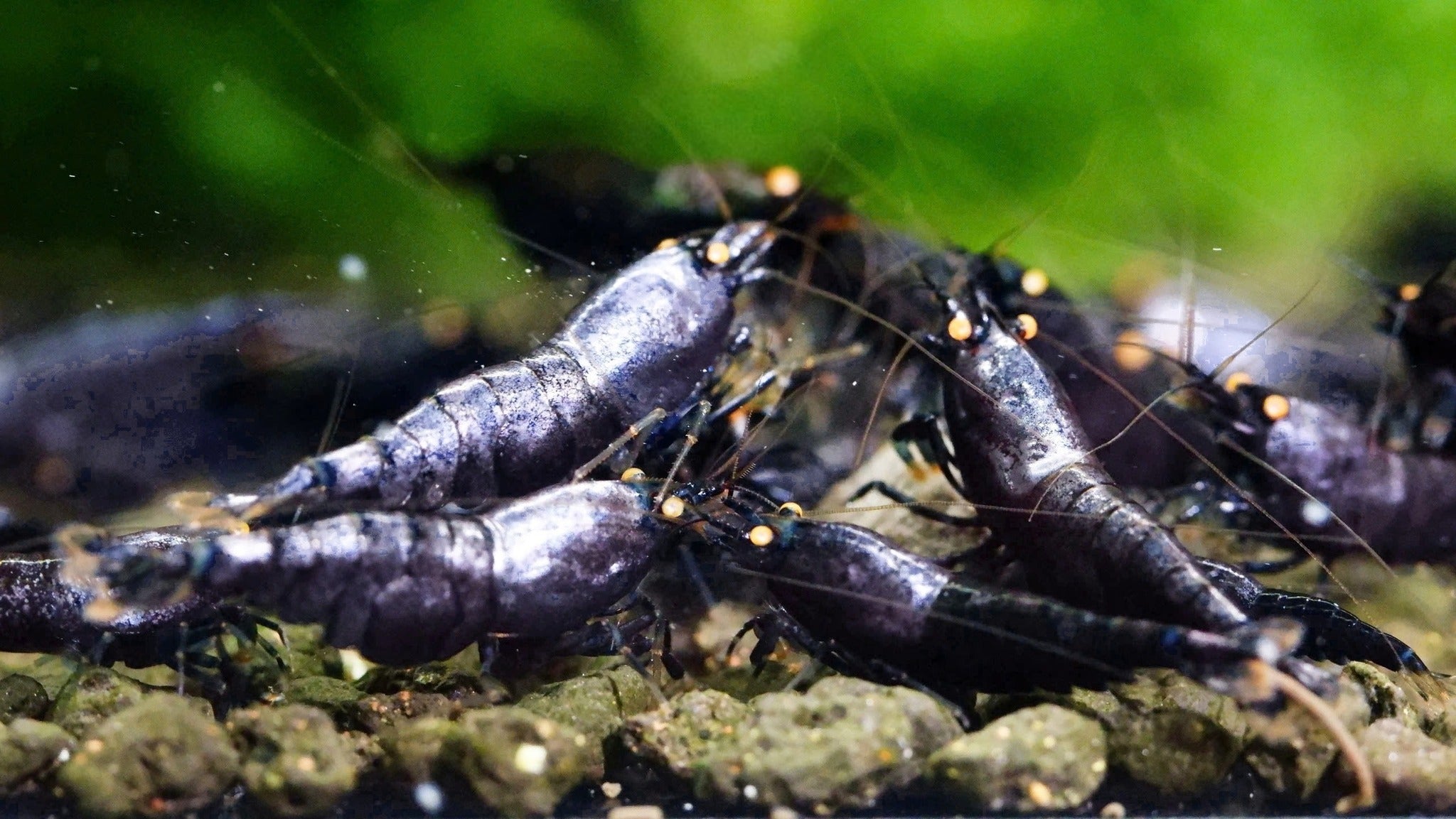 Orange Eye Purple Metallic – Shrimply Fintastic