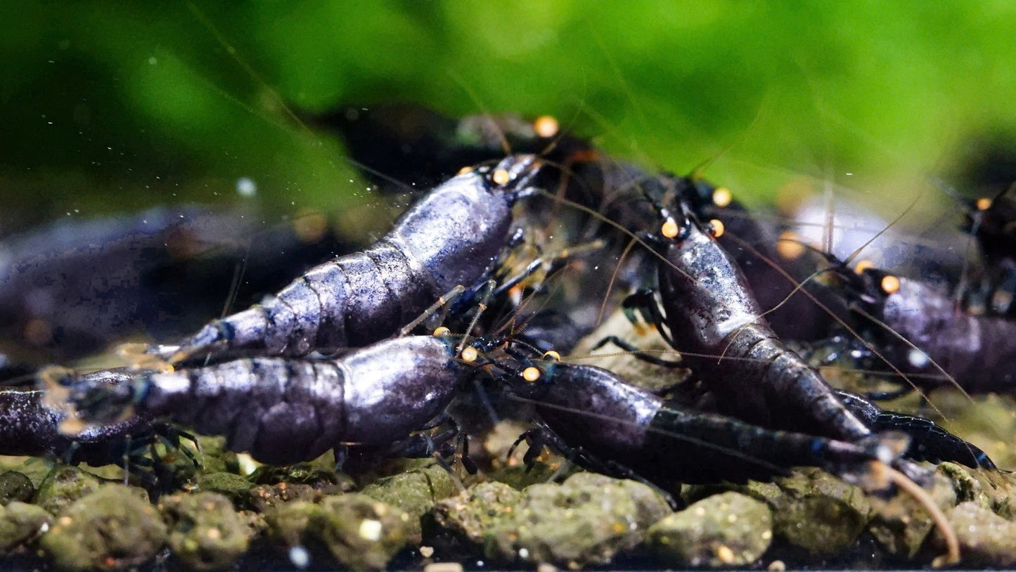 Orange Eye Purple Metallic