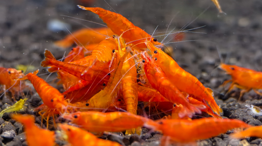 Bloody Orange