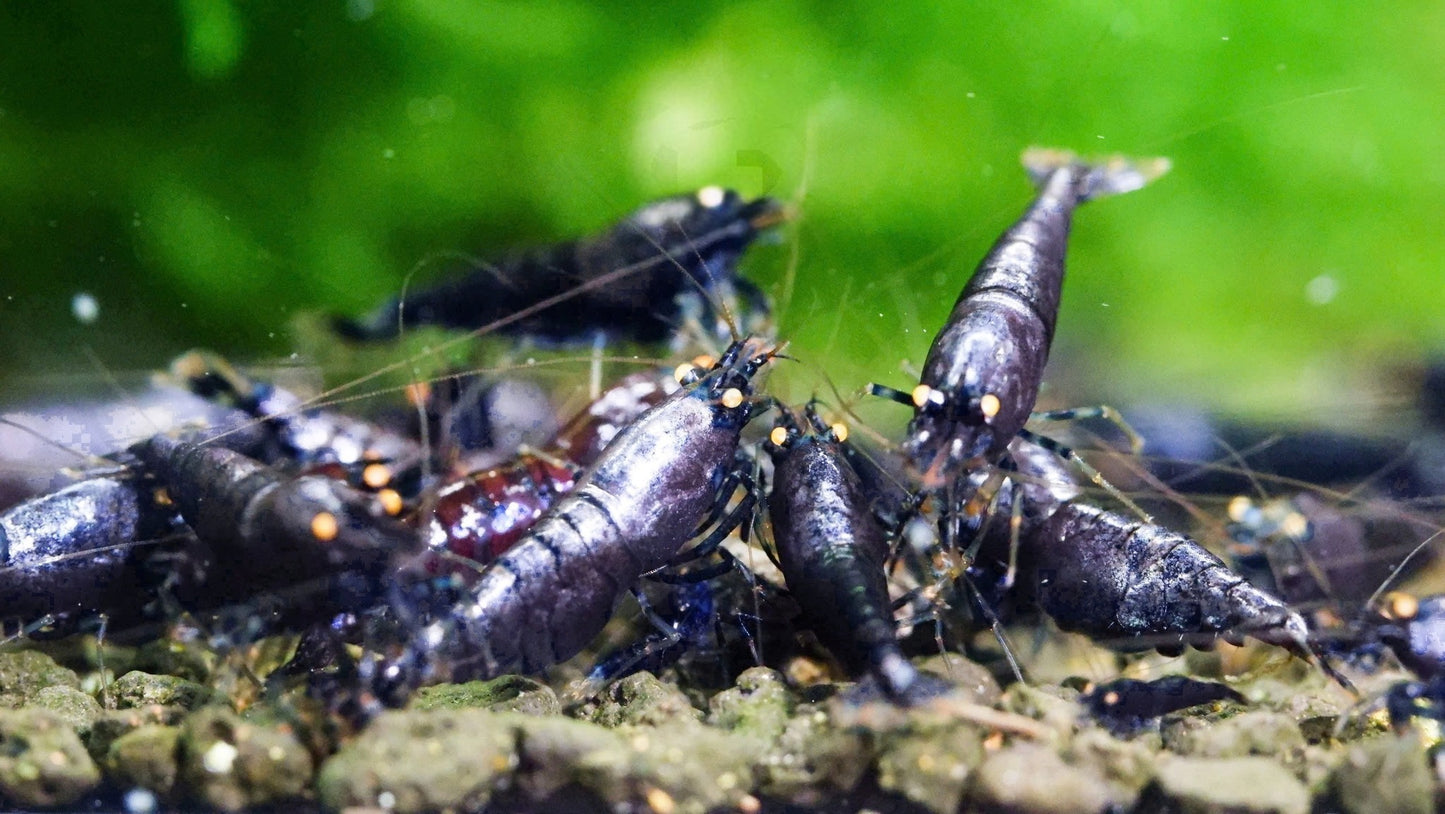 Orange Eye Purple Metallic