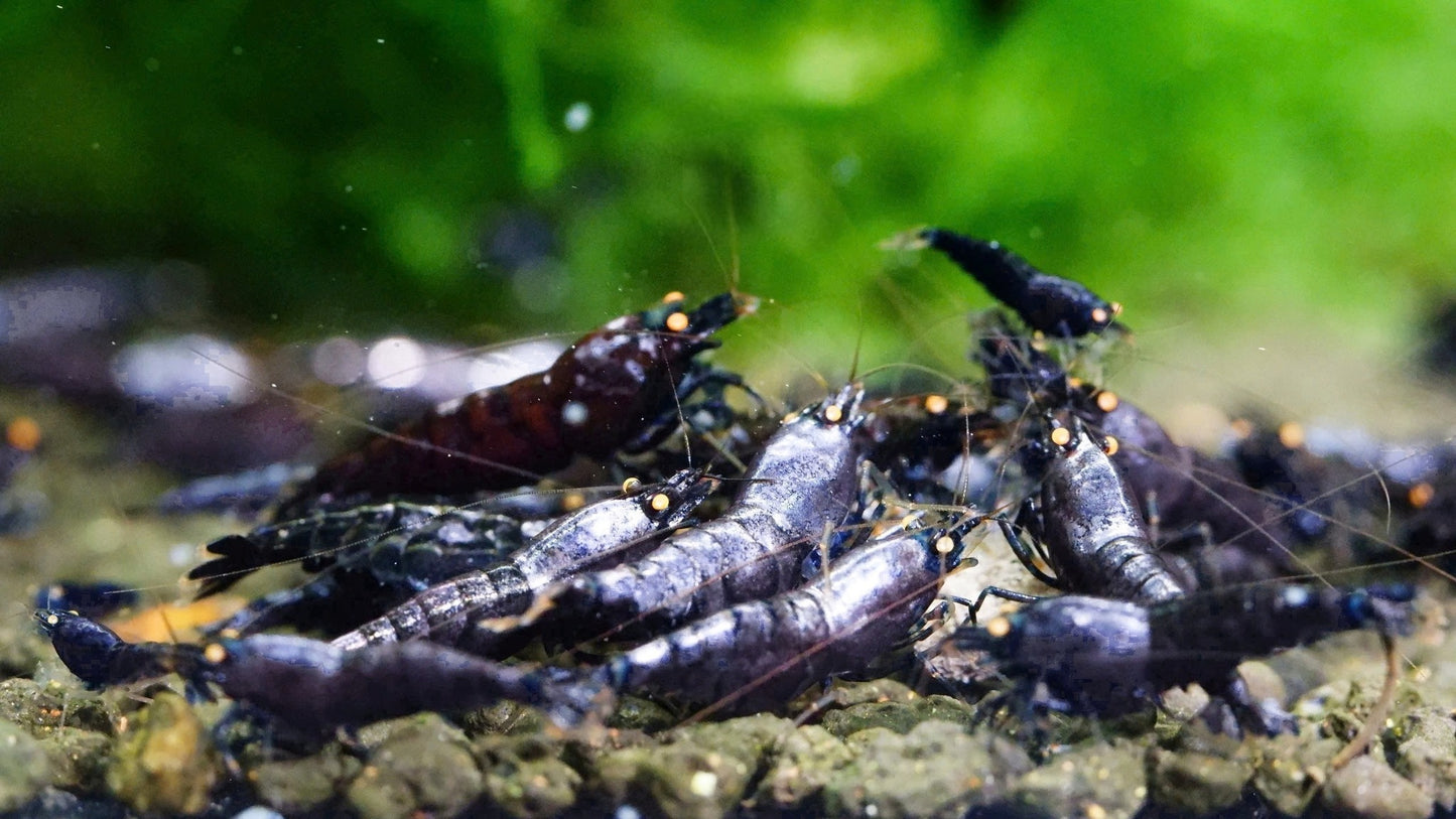 Orange Eye Purple Metallic