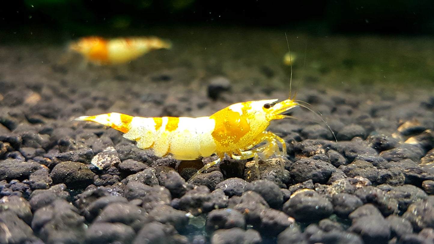 Crystal Gold (Pure Gold Line)