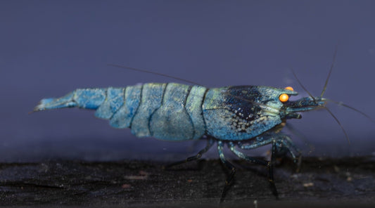 Orange Eye Extreme Blue Bolt