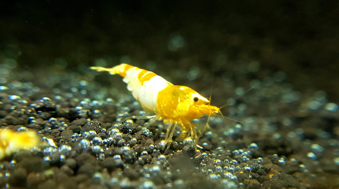 Pure Gold Line Disc Crystal Gold (Pure Gold Line) – Shrimply Fintastic