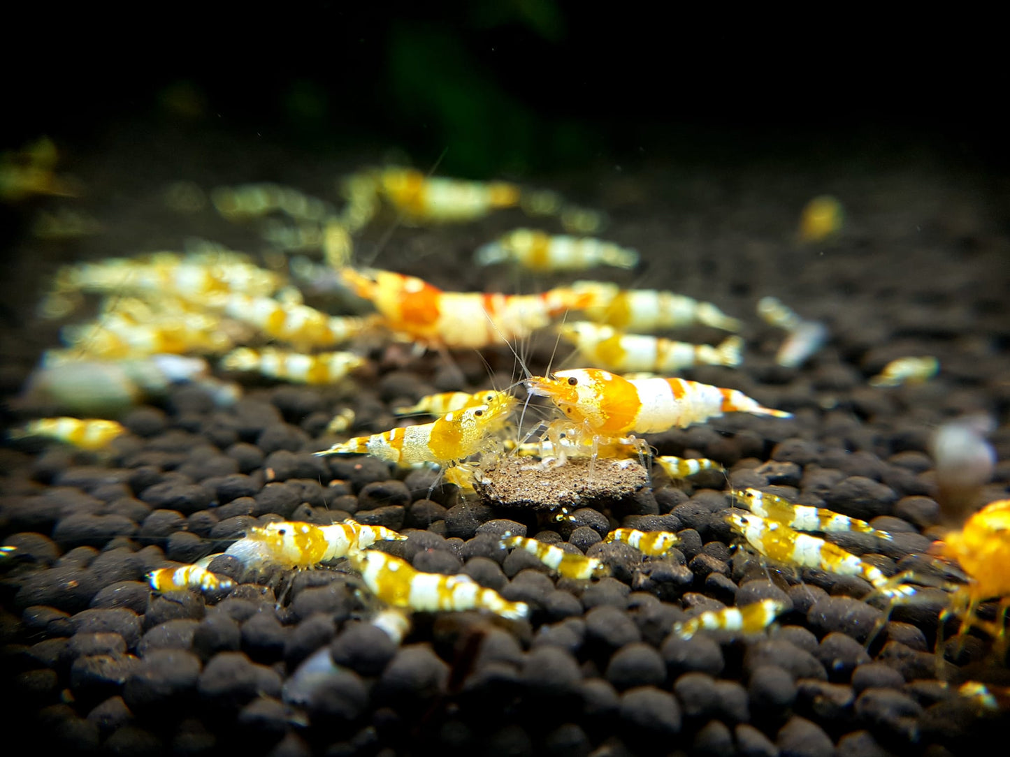 Crystal Gold (Pure Gold Line)