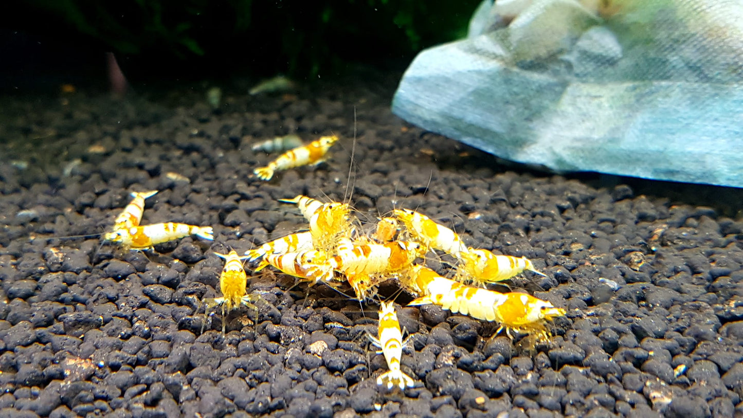 Crystal Gold (Pure Gold Line)