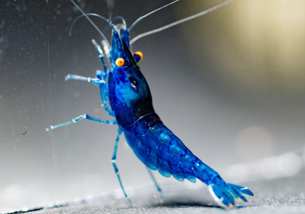 Orange Eye Blue Demon
