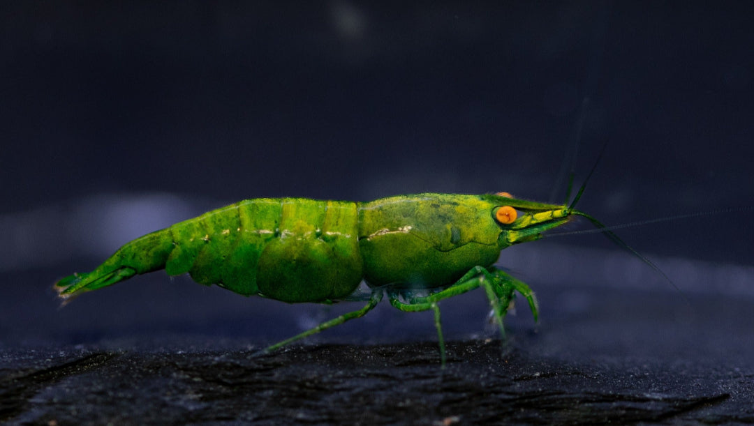Orange Eye Green Demon
