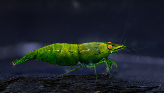 Orange Eye Green Demon