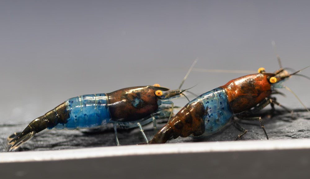 Orange Eye Blue Carbon Rili