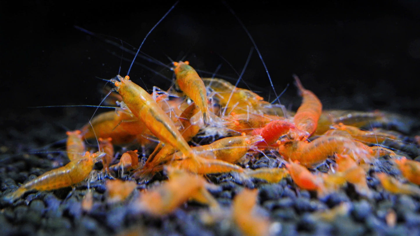 Orange Eye Orange Devil