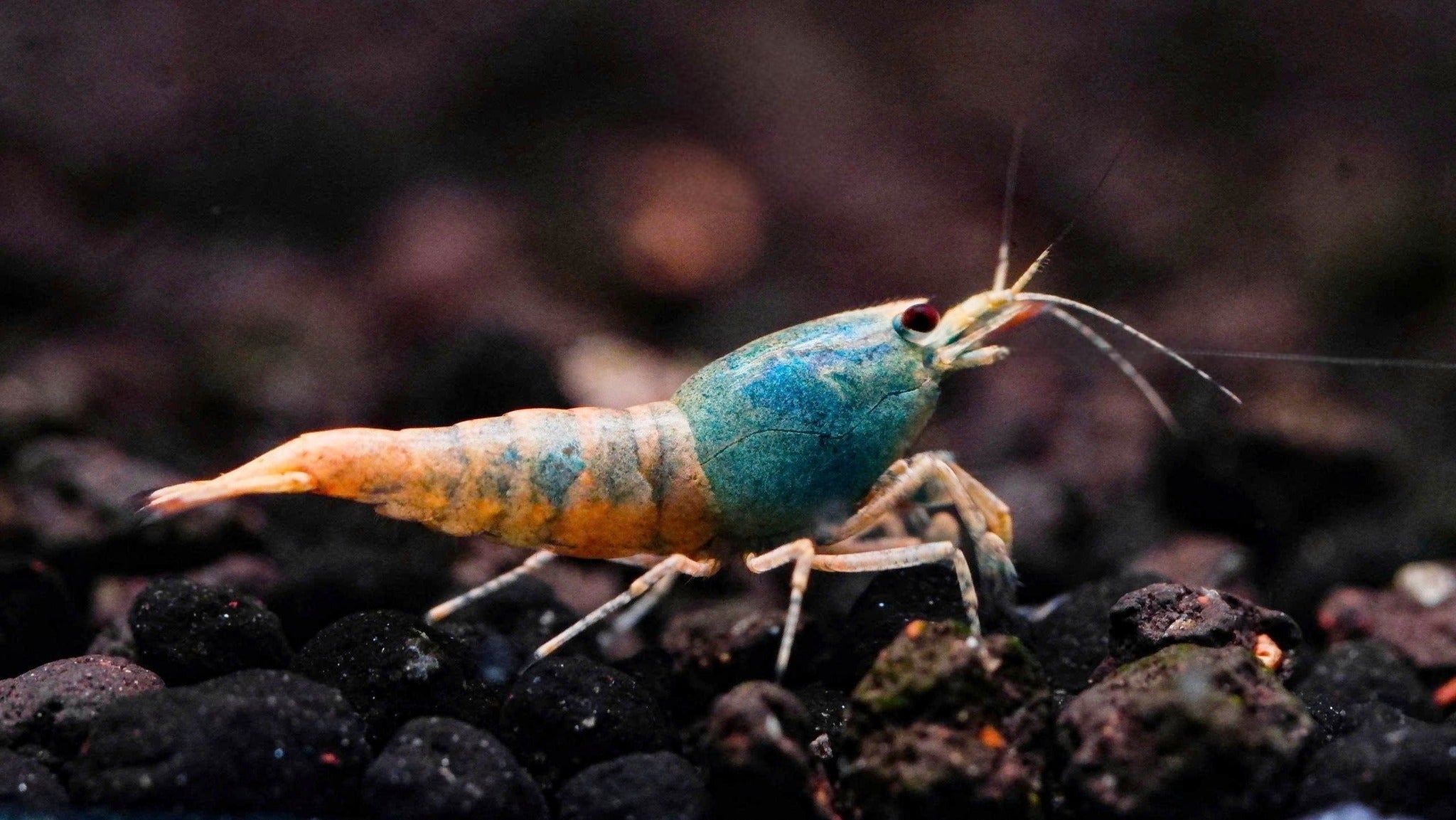 Orange Base Blue Bolt – Shrimply Fintastic