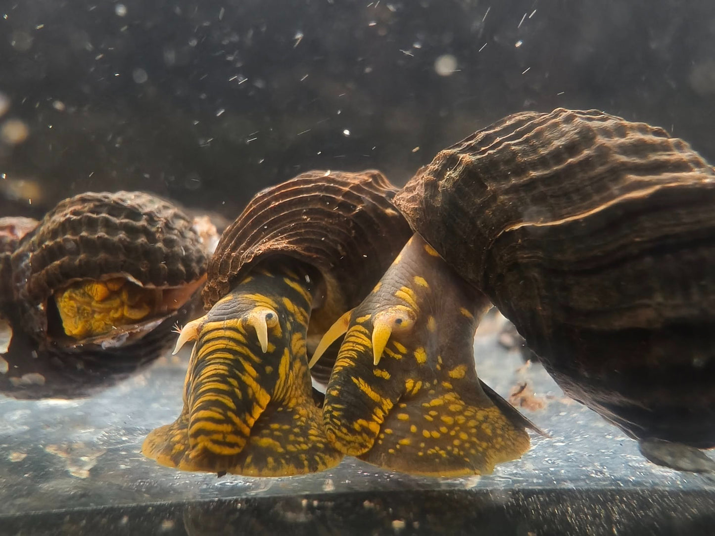 Golden Spotted Rabbit Snail