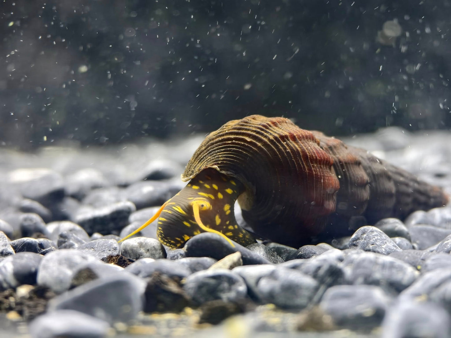 Golden Spotted Rabbit Snail