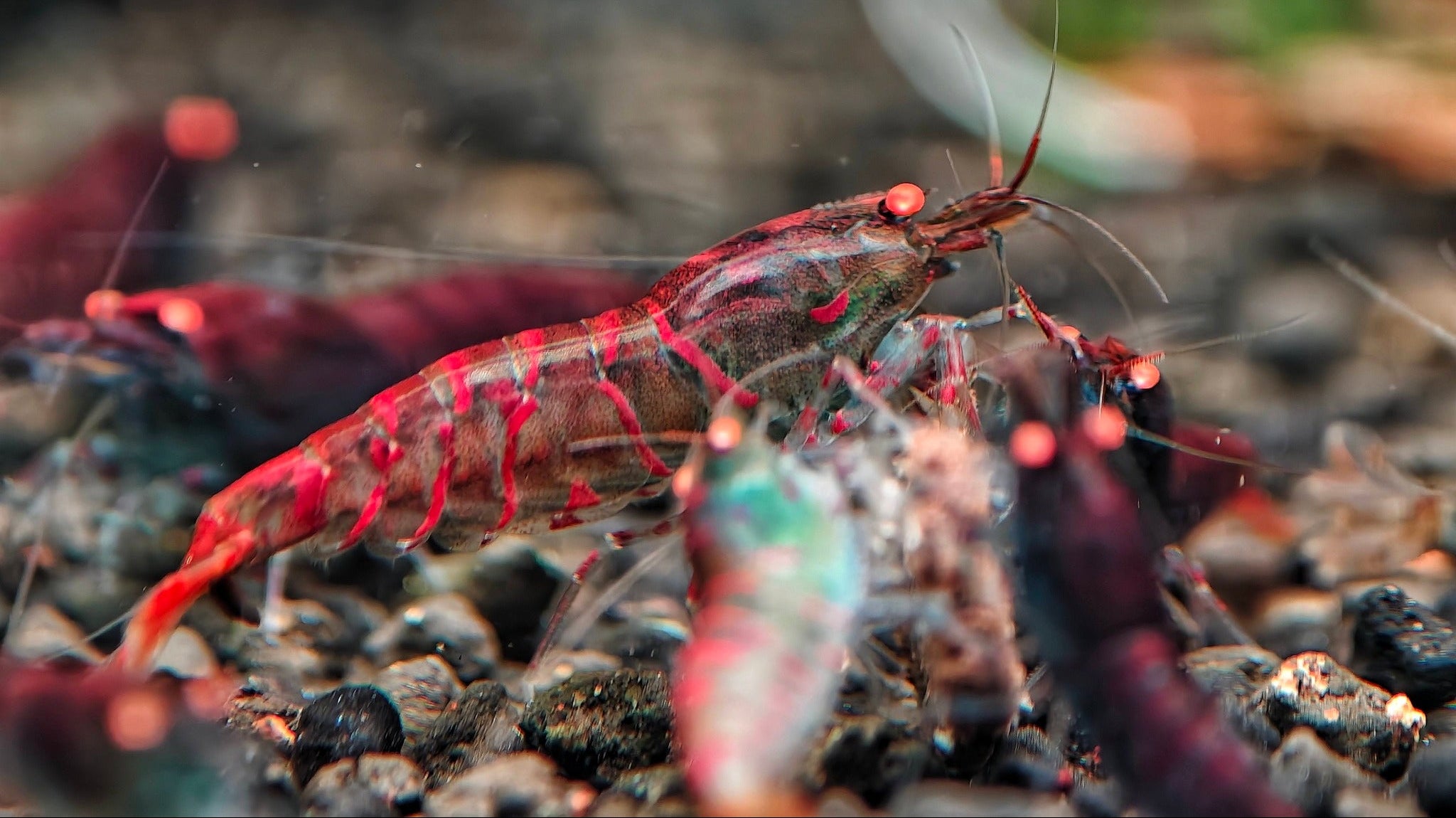 Caridina – Shrimply Fintastic