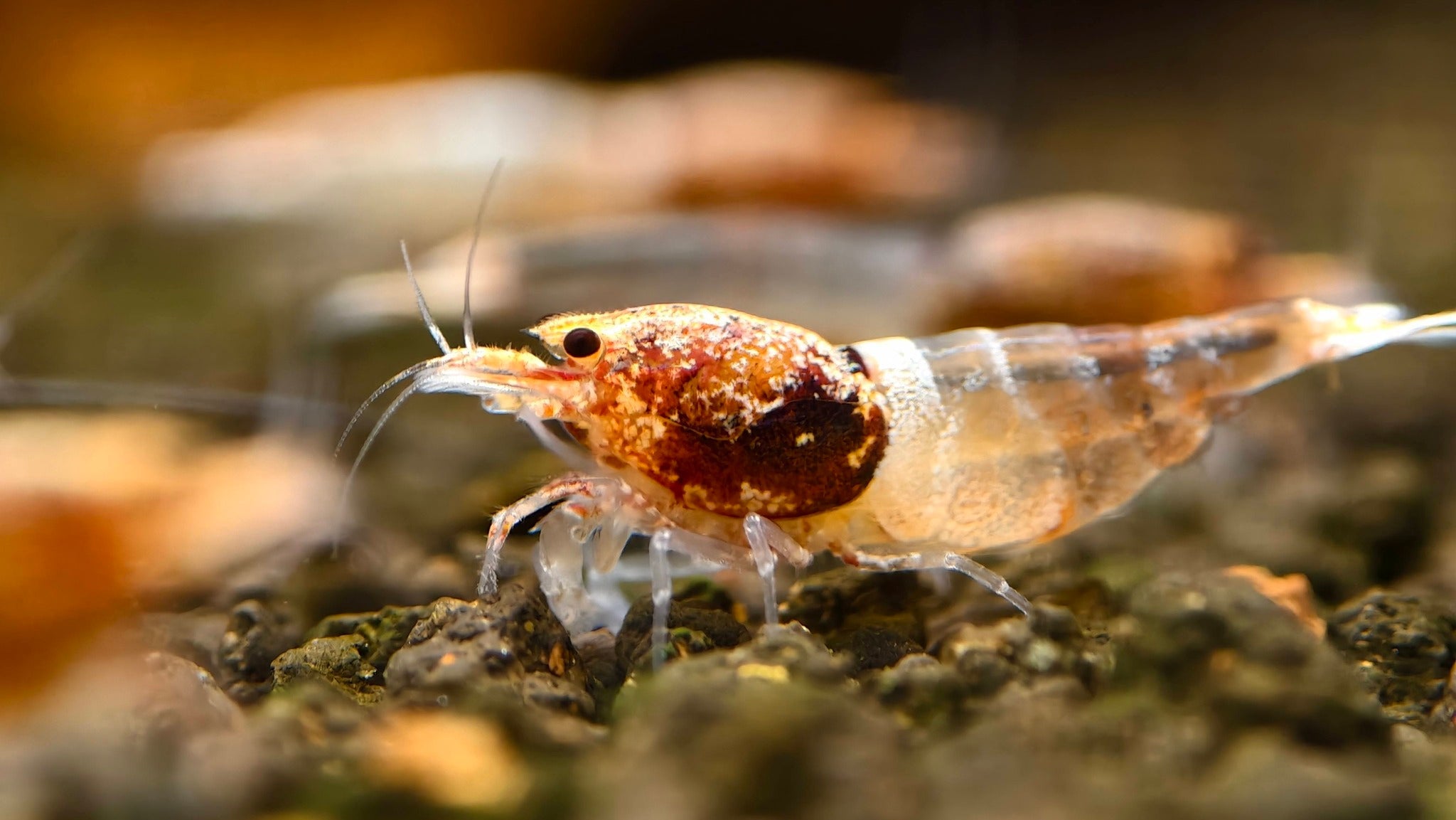 Orange Ocean – Shrimply Fintastic