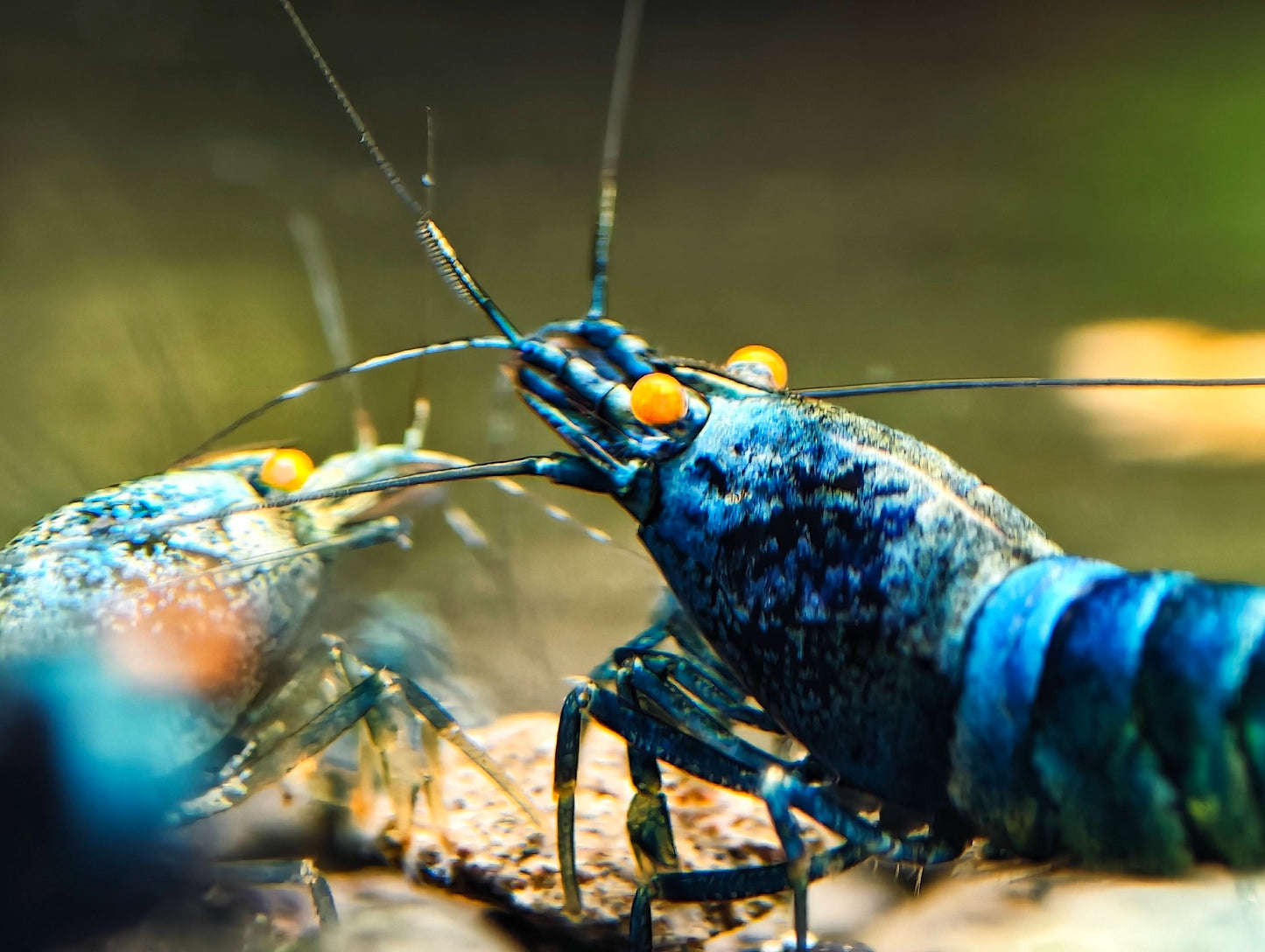 Orange Eye Extreme Blue Bolt