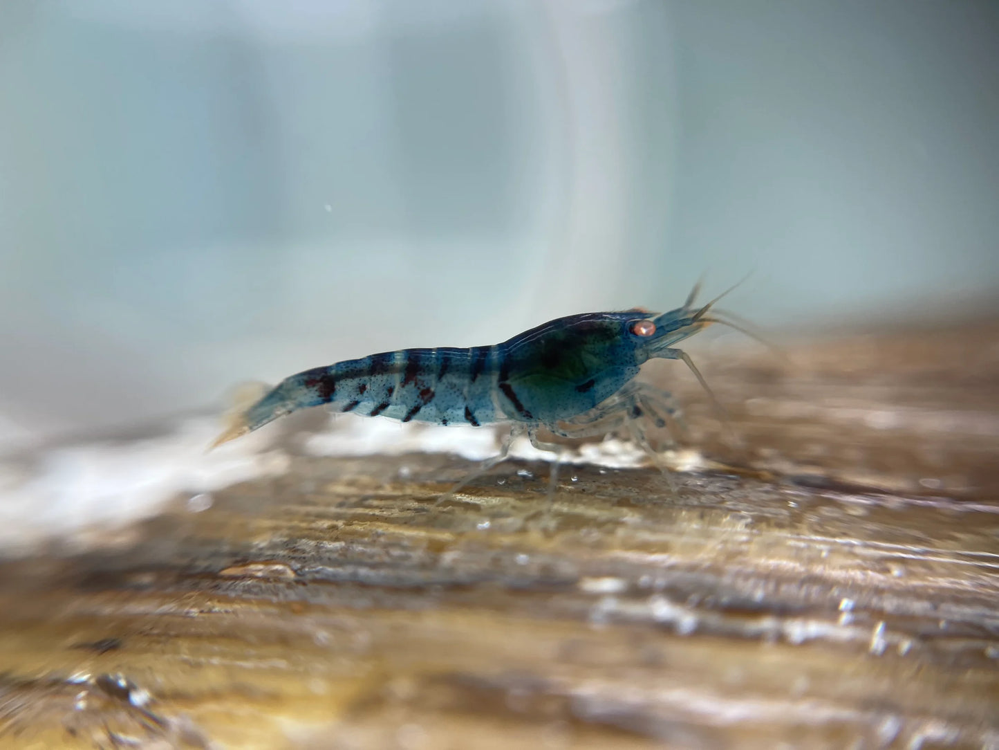 Orange Eye Blue Tiger (OEBT)