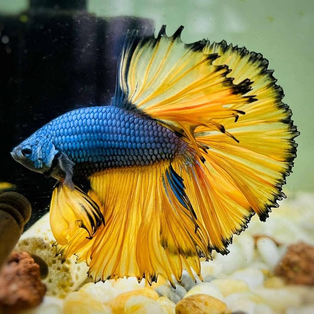 Mustard Gas Halfmoon Betta