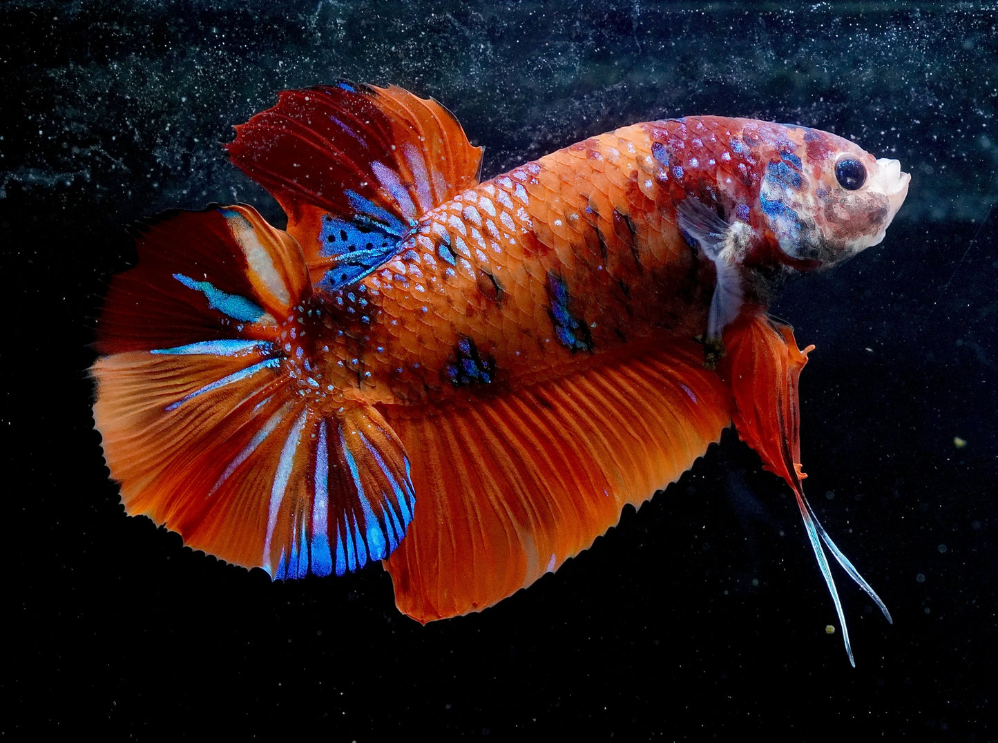 Giant Koi Nemo Female Plakat (HMPK) Betta