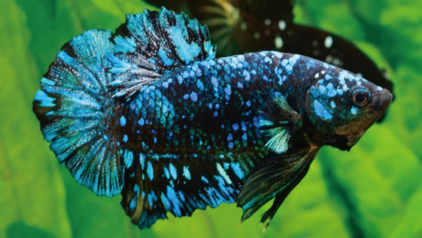 Blue 'Avatar' Halfmoon Plakat (HMPK) Betta