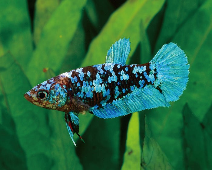 Blue 'Avatar' Halfmoon Plakat (HMPK) Betta