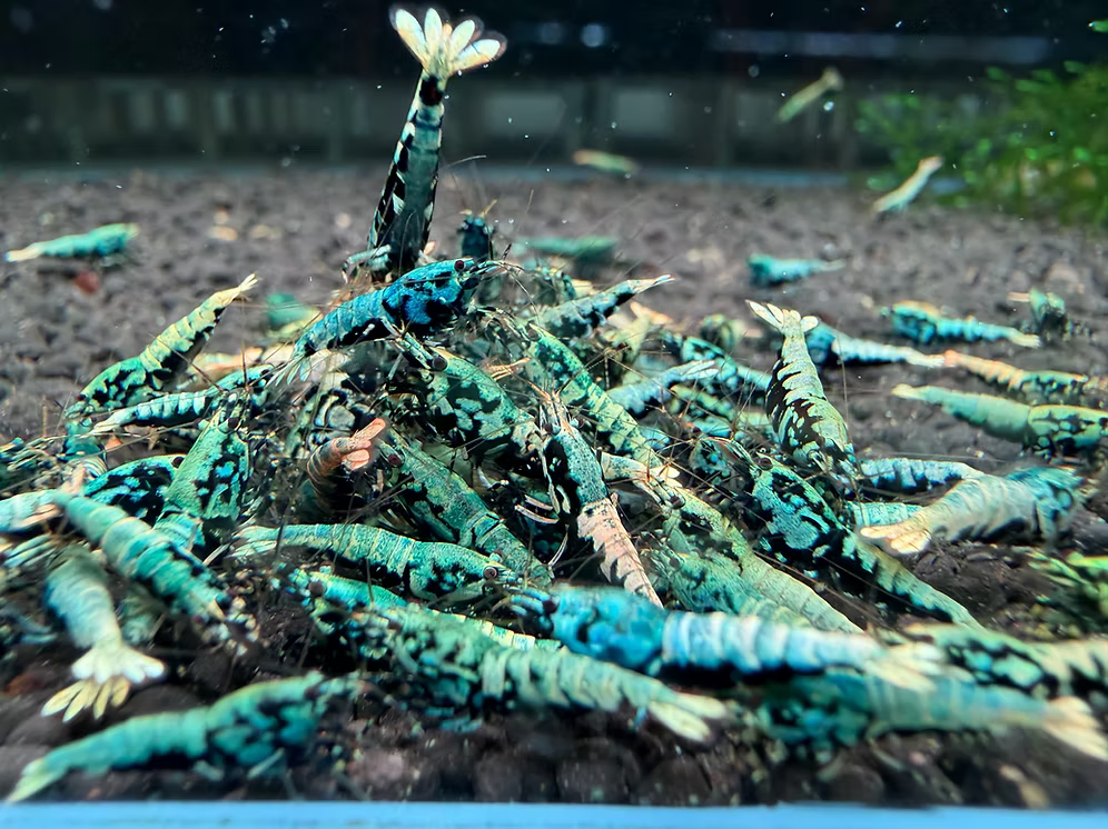 Blue Boa (Common grade)