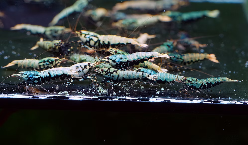 Blue Boa (Common grade)
