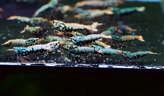 Blue Boa (Common grade)