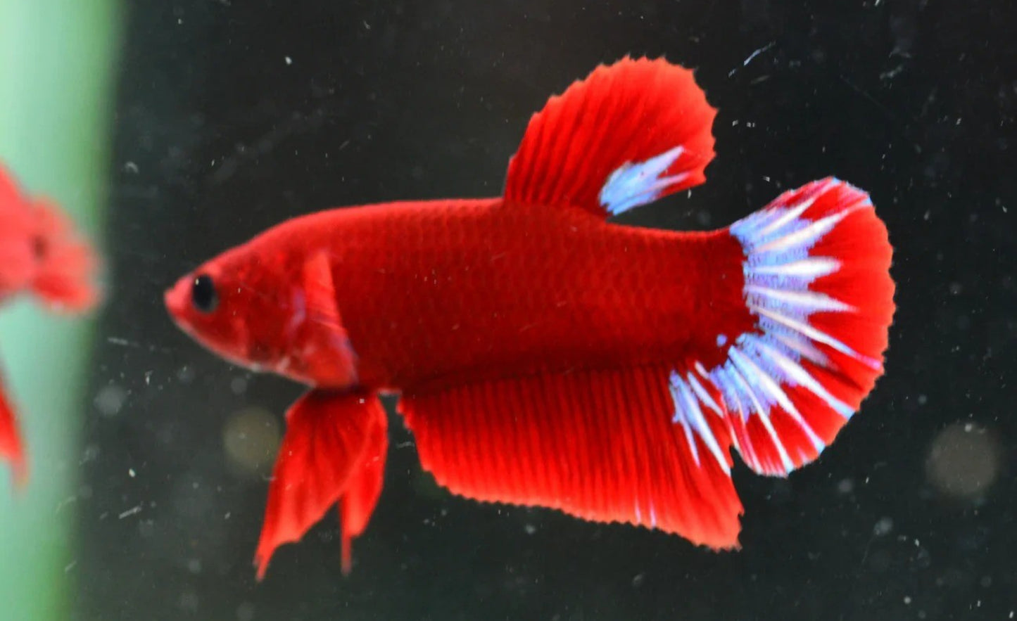Red 'HellBoy' Halfmoon Plakat (HMPK) Betta