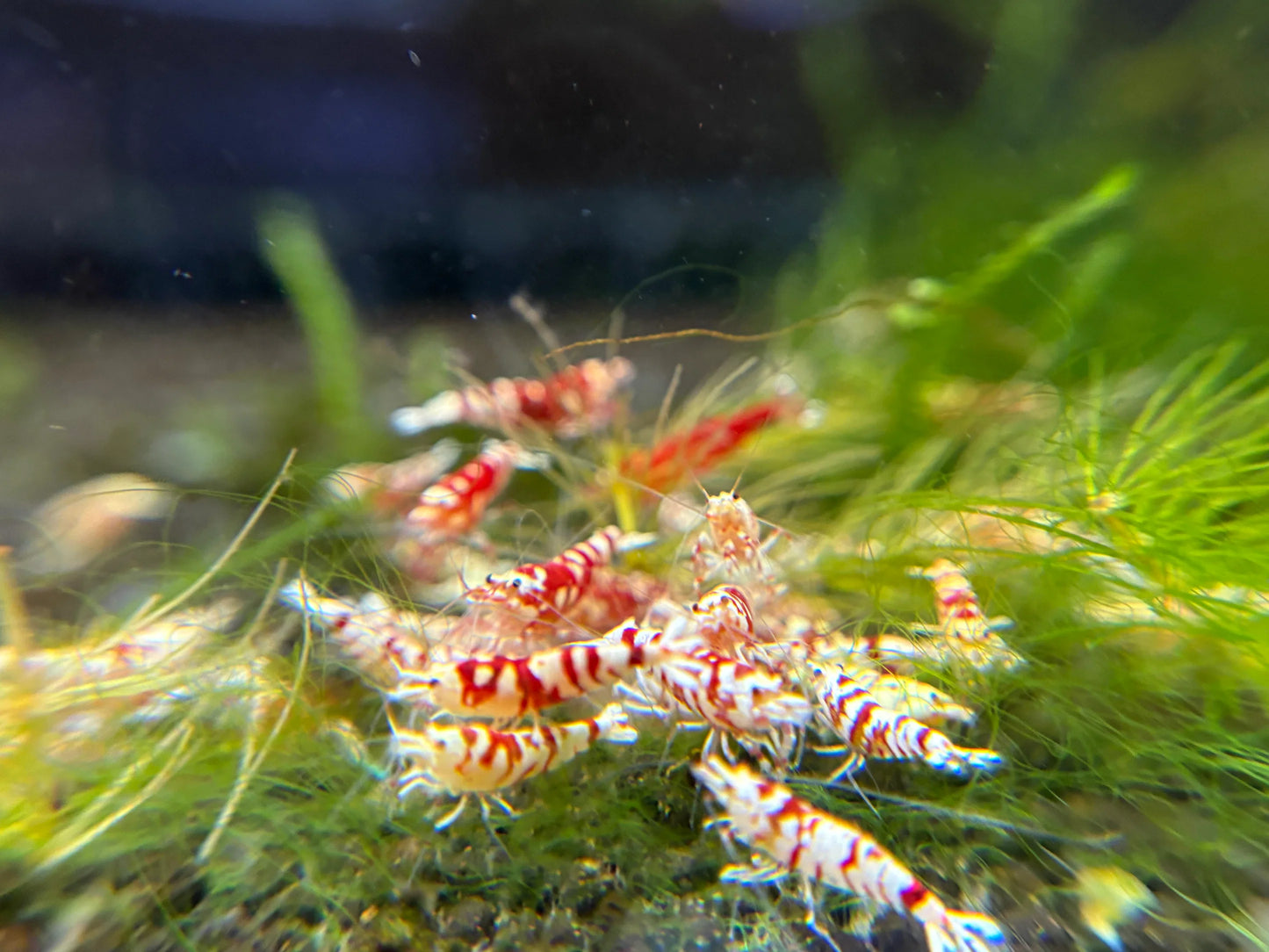 Red Fancy Tiger A-SS (Mixed Grade)