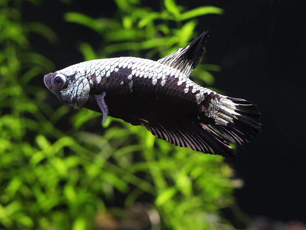 Black Samurai Dragon Scale Halfmoon Plakat (HMPK) Betta
